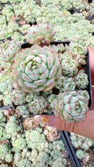 新入荷 50株の抜き苗セット シュウエンニシキ 多肉植物 佐川急便発送