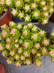 新入荷 クロビジンニシキ 鮮やかな105苗セット 土と根付き 多肉植物