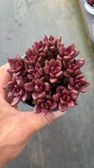 新入荷 クロビジンニシキ 鮮やかな105苗セット 土と根付き 多肉植物
