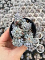 新入荷 12株の抜き苗セット ウスゲショウニシキ 多肉植物 佐川急便発送