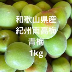 発祥の聖地 朝採り 和歌山みなべ産 南高梅 青梅 1kg - メルカリ