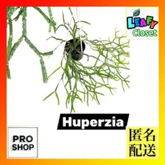 シダ　【傷みあり】フペルジア sp.(品種不明)【Aタイプ】 5号吊り鉢(個体おまかせ1鉢)　インテリアグリーン 室内園芸 おしゃれ 可愛い かわいい(507254)のサムネイル
