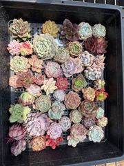 寄せ植え プラグ苗7苗×15種=105苗 多肉植物 現物発送 土・根付き