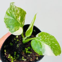 モンステラ デリシオーサ Monstera deliciosa 'Gold Monster' 新種