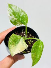 モンステラ デリシオーサ Monstera deliciosa 'Gold Monster' 新種