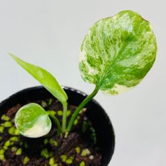 モンステラ デリシオーサ Monstera deliciosa 'Gold Monster' 新種