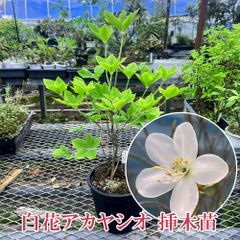 シロヤシオ （ ゴヨウツツジ ）12cmポット 1株 実生5～6年 苗木 - メルカリ
