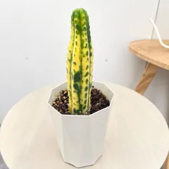 アンデスインディオ　サボテン【現品】多肉植物　観葉植物　室内　4号のサムネイル