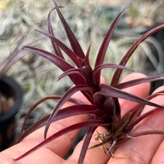 2026年最新】カピタータ ドミンゲンシスの人気アイテム - メルカリ