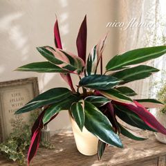 希少♡斑入り♡エバーフレッシュ♡ネムの木♡観葉植物♡インテリア