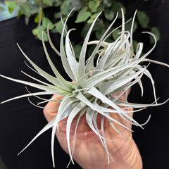 T.chapeuensis var. turriformis 限定3株‼️ - メルカリ
