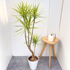 現品 ドラセナ コンシンネ ホワイボリー 6番 観葉植物 インテリア