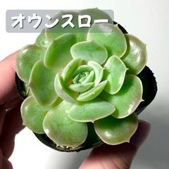オウンスロー抜き苗 6センチ鉢 多肉 エケベリア 韓国苗 - メルカリ