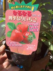 四季なりいちご苗 ポットごと発送 3セット - メルカリ