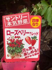 苺ショートケーキみたいな多肉寄せ植え - メルカリ