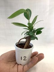 ガジュマル 斑入り 発送当日カット ネコポス発送 - メルカリ