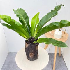 ☆10garage☆様専用【特級品】アスプレニウム(オオタニワタリ) 8号鉢