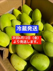 ベトナム産グリーンマンゴー（約10kg）冷蔵配送 - メルカリ