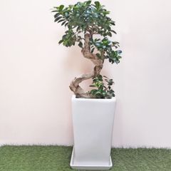 ガジュマル‼️末広がり8樹形！精霊木！幸福木！観葉植物！ラベル有！高