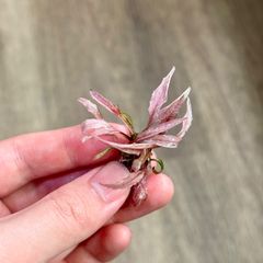 xyris sp. red（水中葉）1株 - メルカリ