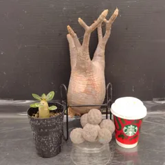 G028 「イベント品」G.グラキリスM・T.ゲオメトリクス・A.ドワーフ実生　抜き苗+鉢植え3株セット【発根未確認・多肉植物・塊根植物】のサムネイル
