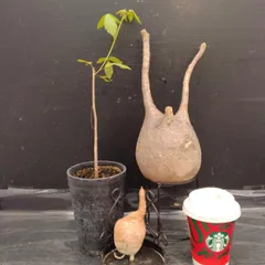 G050 「イベント品」P.グラキリスM・E.プリムリフォリア・C.ミルドブラエディ実生　抜き苗+鉢植え3株セット【発根未確認・多肉植物・塊根植物】のサムネイル