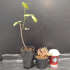 メルカリ