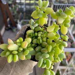 多肉植物 ペンデンス① 抜き苗 - メルカリ