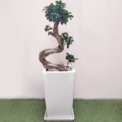 ガジュマルS字 接木 育てやすい大型高さ70～80cm 直径4cm - メルカリ