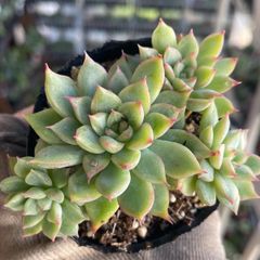 多肉植物♡エンジェルティアーズ斑入り❤︎抜き苗(根付き) - メルカリ