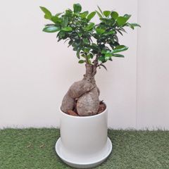 超メルカリ市祭 ガジュマル 観葉植物 盆栽風 - メルカリ