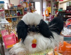 お手入れワンちゃん カーリーちゃん タグ付き 昭和レトロ 犬