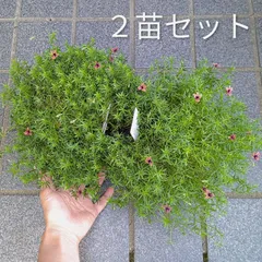 【２苗セット】モノプシス　スカプラ　モコモコグランドカバー　ハンギング　耐寒性