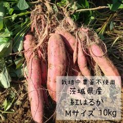 Maさん専用：京都産【特上品】京筍3kg サイズ混載クール便直送 - メルカリ