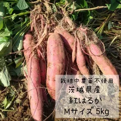 正規品　紅はるか　Mサイズ　土付き5キロ　茨城県産　さつま芋　お芋のサムネイル