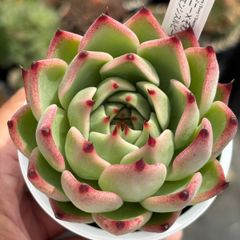 Top【選抜株】多肉植物 362574ファイヤーピラー 32個 鉢無し/脱土