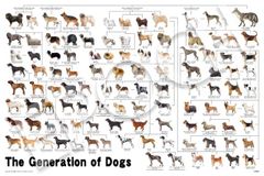 動物病院専用非売品 世界の猫 CATS OF THE WORLD 壁掛けパネル - メルカリ