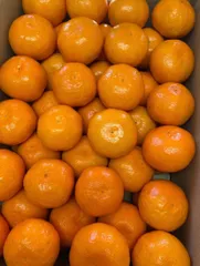 高知県産山北ミカン、即購入OKのサムネイル