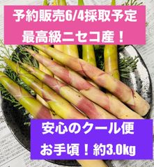 北海道産天然ネマガリタケ瓶詰め2本 姫竹 - メルカリ