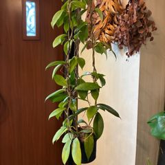 hoya ホヤ calycina 3号 吊り鉢 - メルカリ
