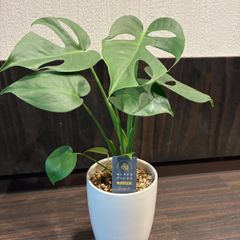 モンステラ デリシオーサ スーパーコンパクタ OC鉢植え発送 - メルカリ