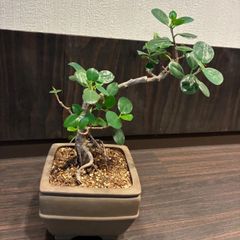 斑入り愛好家】レア斑入りサルスベリ(百日紅) 鉢盆栽1点物(匿名発送