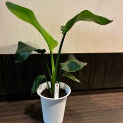 ⑫ ストレリチア オーガスタ8号3株植え特大苗木最高等級極上品