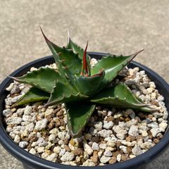 シャウィー × エボリスピナ ハイブリッドアガベ hidden agave - メルカリ