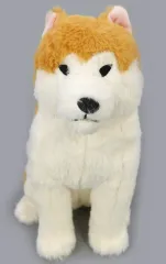 【中古】ぬいぐるみ ぽかまる JBぬいぐるみ 「ほっこり秋田犬はち兵衛」のサムネイル