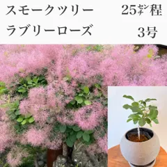 2026年最新】スモークツリーラブリーローズの人気アイテム - メルカリ