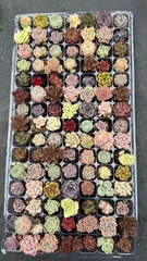 在庫処分【土と根付き105苗セット】多肉植物の大満足パック！佐川発送　エケベリア　韓国苗 N0001のサムネイル