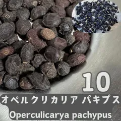 3月入荷種子10粒 オペルクリカリア パキプス Operculicarya pachypusのサムネイル