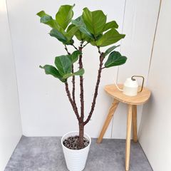 カシワバゴムノキ フィカス リラータ① 観葉植物 約1.45メートル 苗