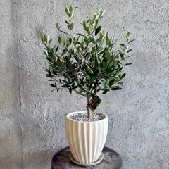 人気品種　美形　オリーブの木　souju　ミッション　6号　テラコッタ鉢植え　ホワイト　受け皿付きのサムネイル